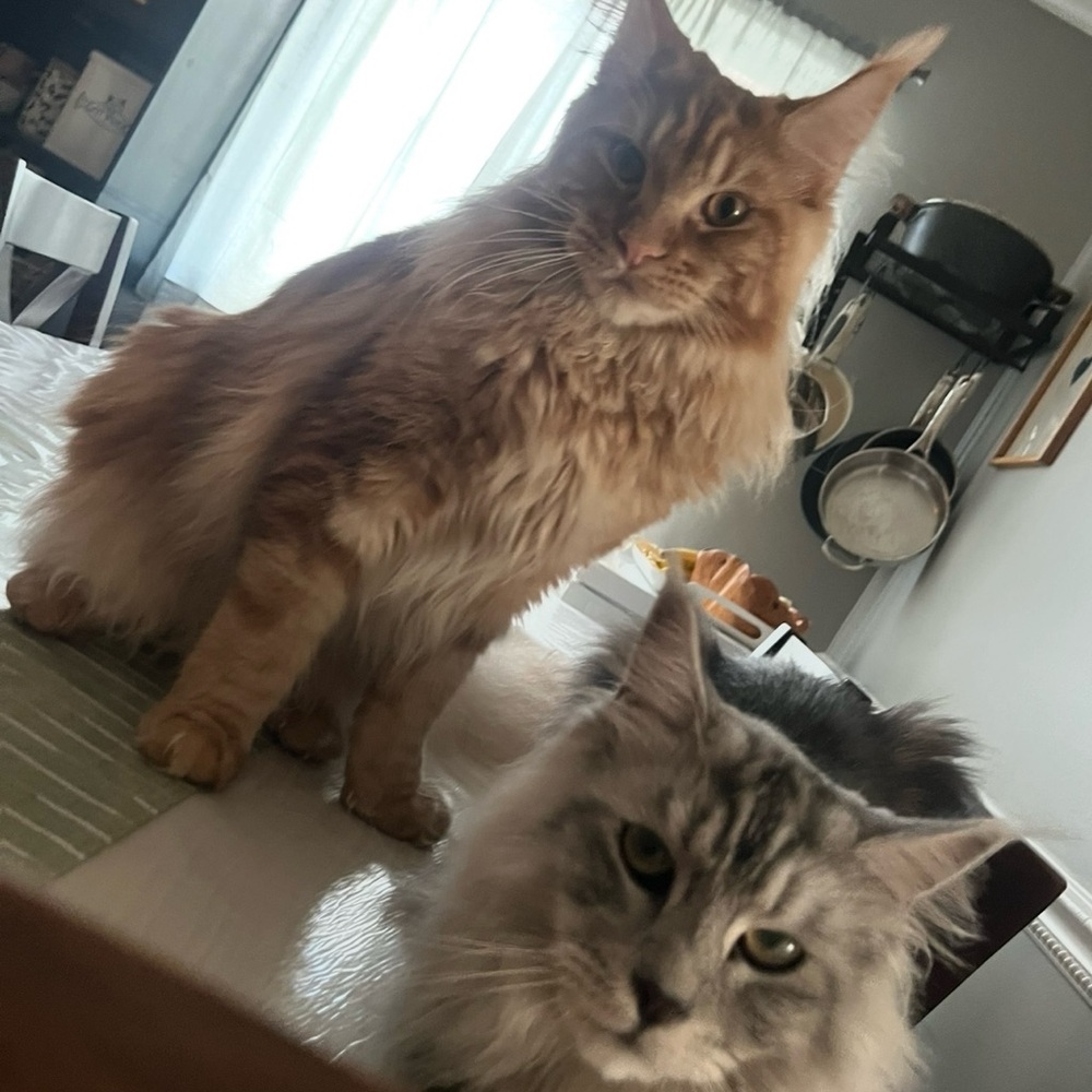 Meet your Posher, Gretchen